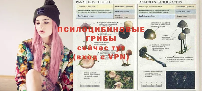 хочу   OMG как войти  Псилоцибиновые грибы Psilocybe  Белый 